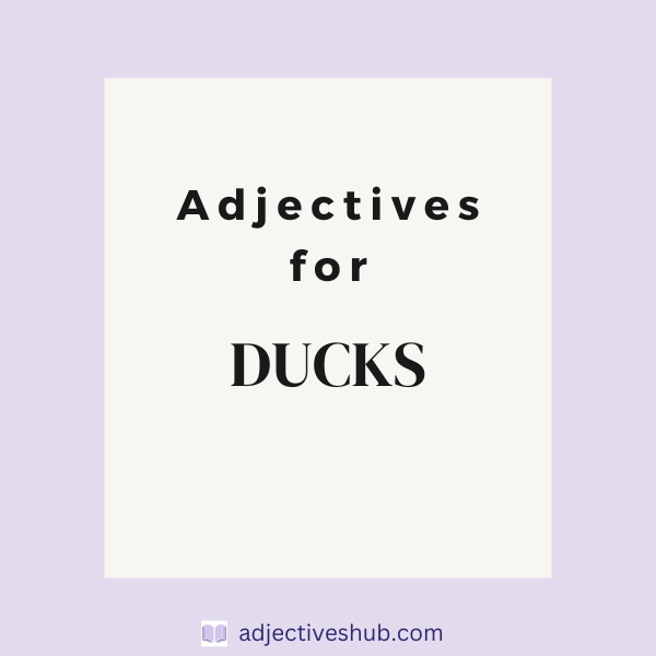 Adjectives for Ducks